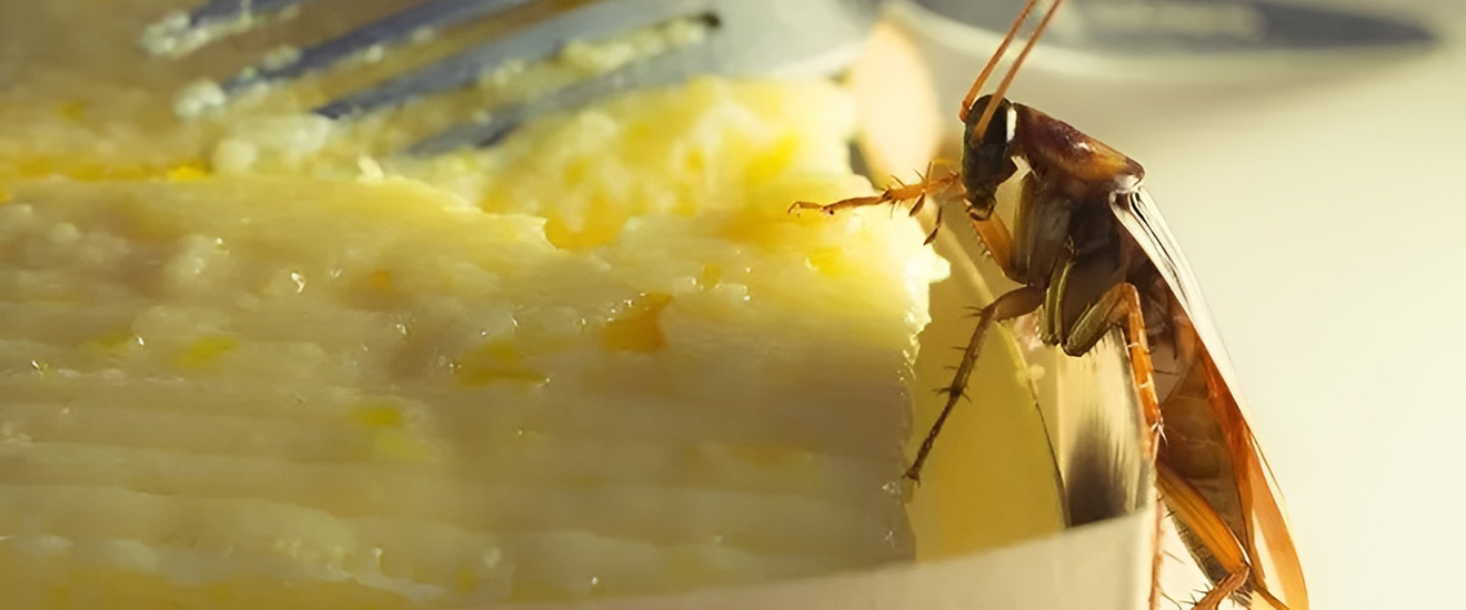 How Bad Is It To Have Cockroaches In My Washington Metropolitan Area Home?