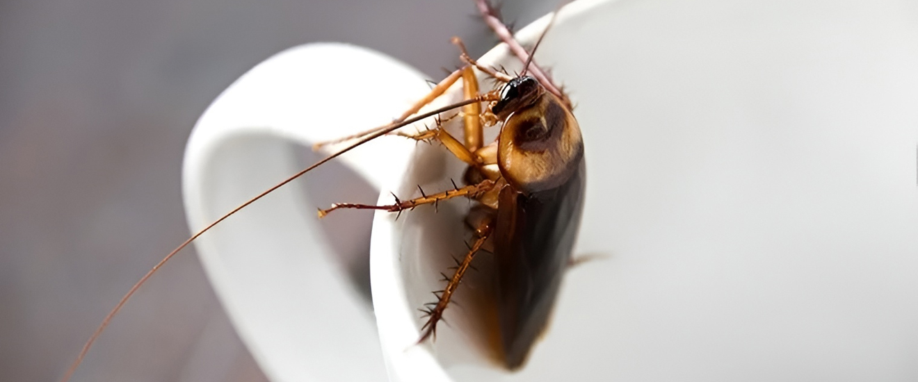 The Best Way To Keep Cockroaches Out Of Your Bethesda Home