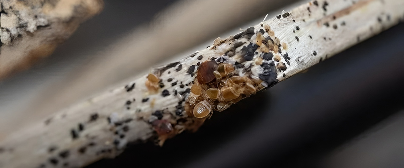 How Did Bed Bugs Get Into My Washington Metropolitan Area Home?