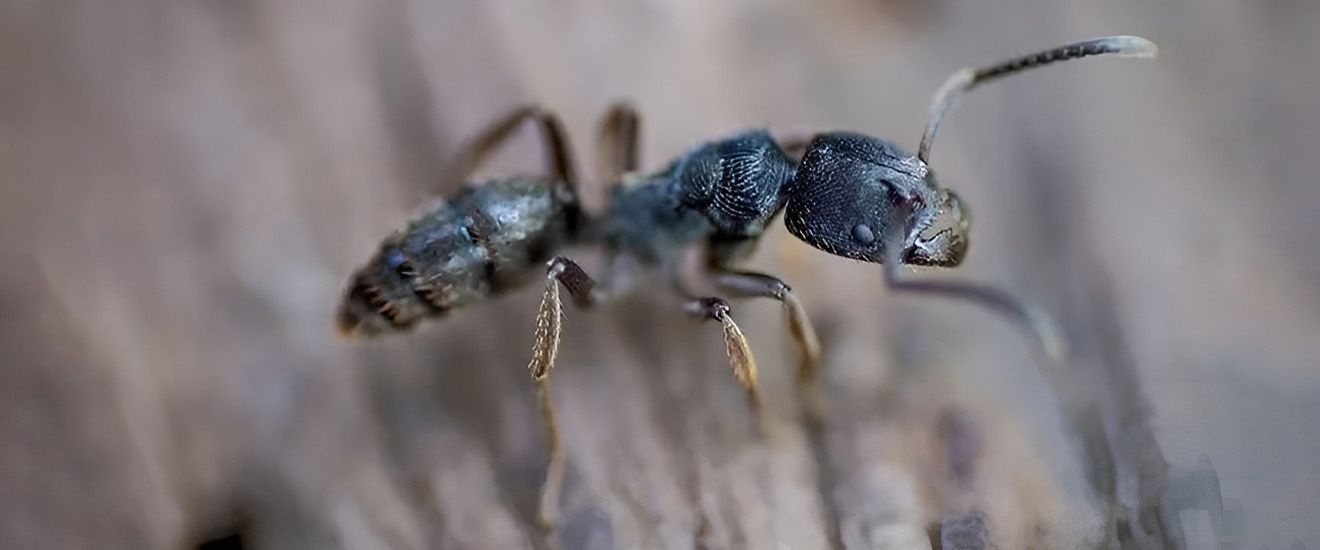 Ant Prevention Tips For Bethesda Homeowners