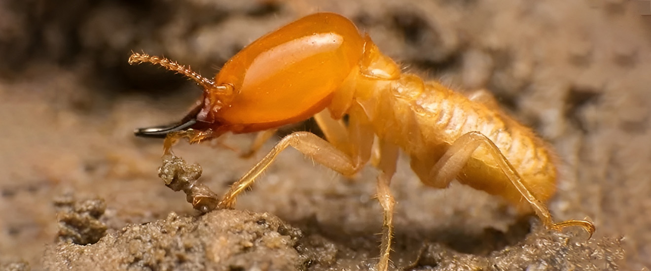 Is DIY Termite Control Worth The Time And Hassle In Bethesda?