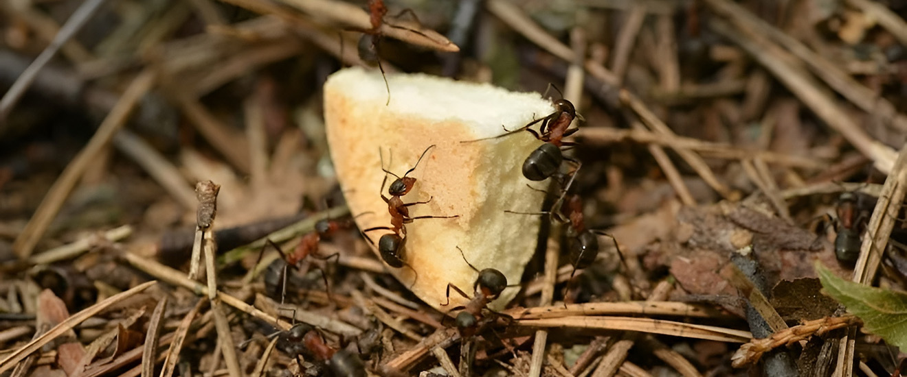 What Can I Do About  My Carpenter Ant Infestation