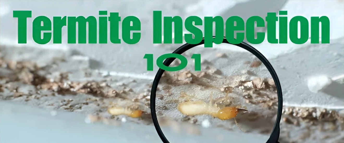 Top Things Termite Inspectors Check For During an Inspection