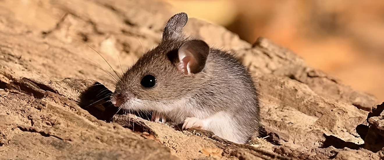 How To Completely Get Rid Of Mice In Your Washington Metropolitan Area Home